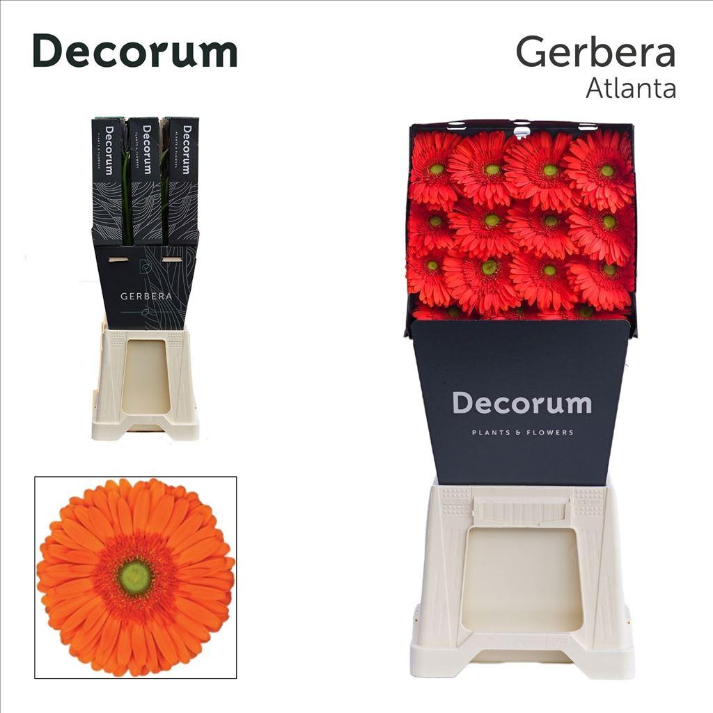 Срезанные цветы оптом Gerbera atlanta от 45шт из Голландии с доставкой по России
