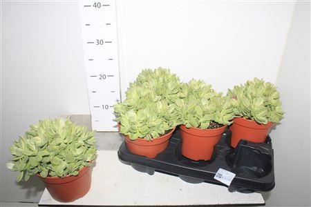 Горшечные цветы и растения оптом Crass Ovata Minima от 5шт из Голландии с доставкой по России