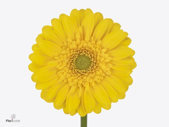 Срезанные цветы оптом Germini ilios от 80шт из Голландии с доставкой по России