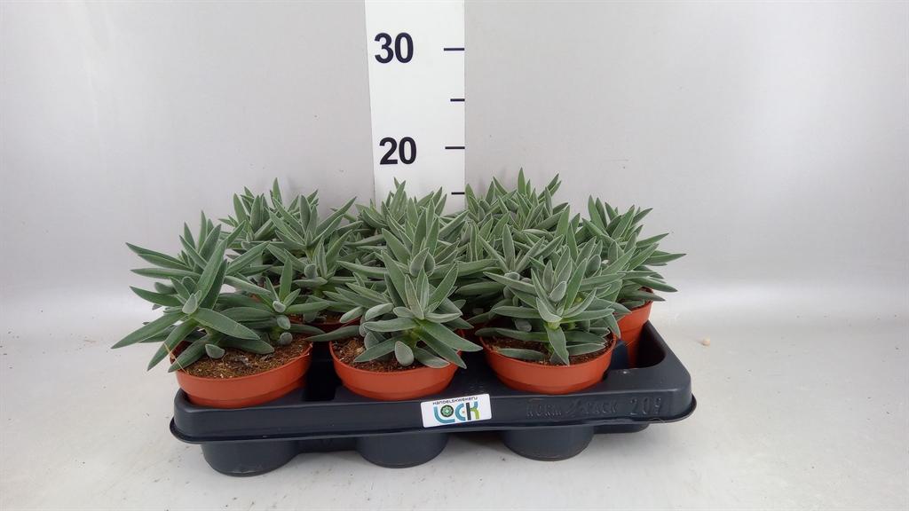 Горшечные цветы и растения оптом Crassula ... от 9шт из Голландии с доставкой по России