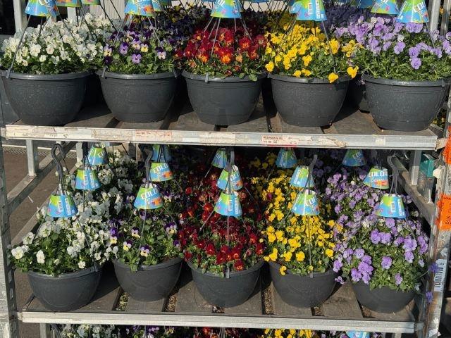 Горшечные цветы и растения оптом Vio Co End Gem от 1шт из Голландии с доставкой по России