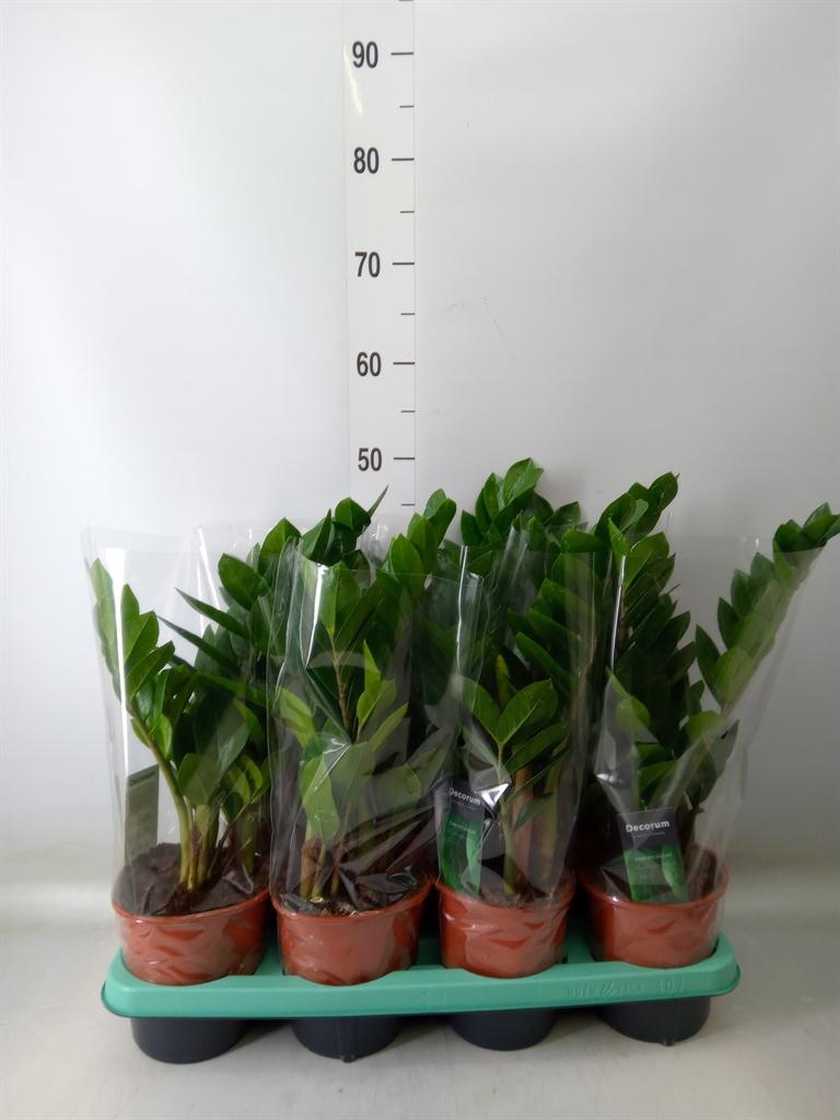 Горшечные цветы и растения оптом Zamioculcas Zamiifolia от 7шт из Голландии с доставкой по России