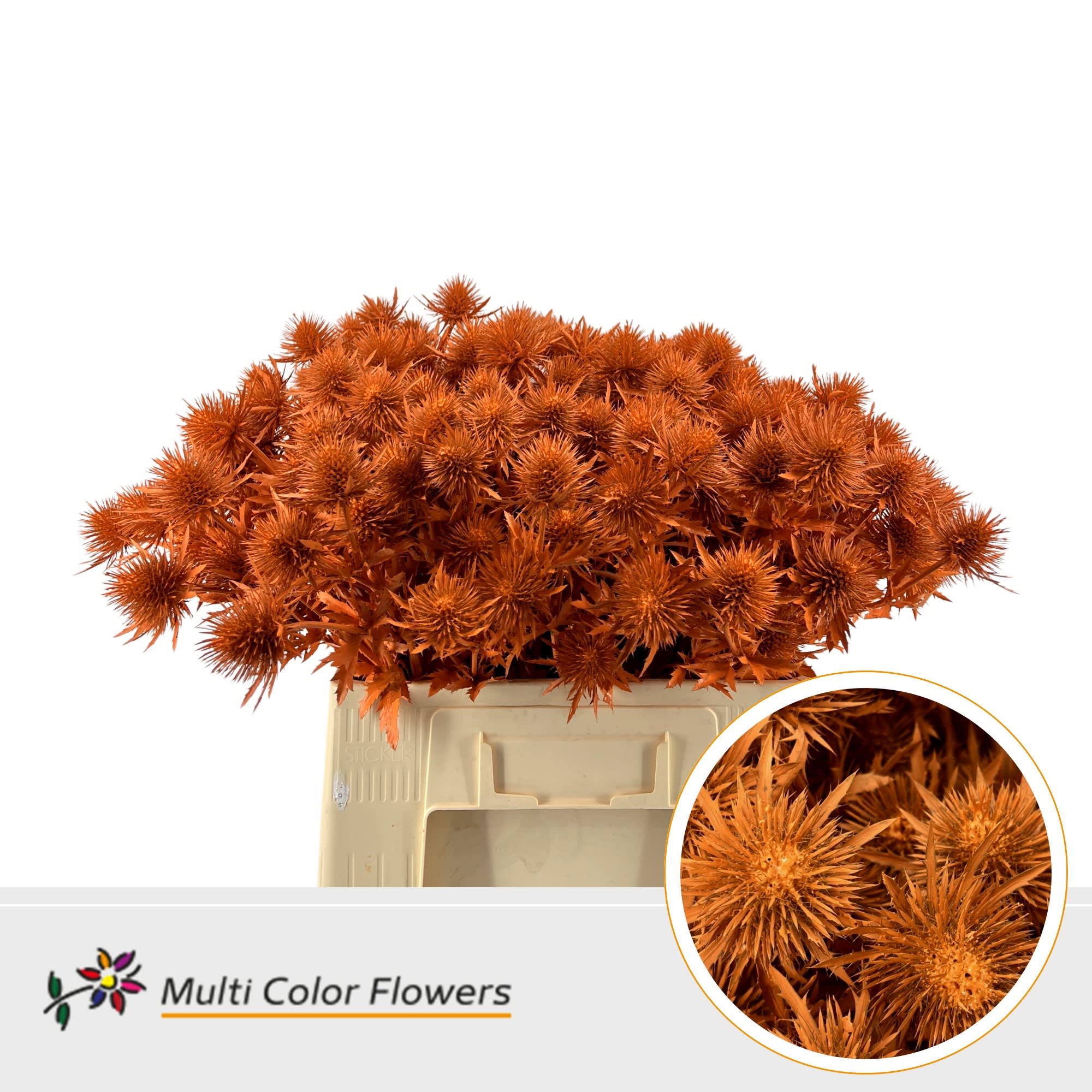 Срезанные цветы оптом Eryngium alpinum paint orange от 50шт из Голландии с доставкой по России