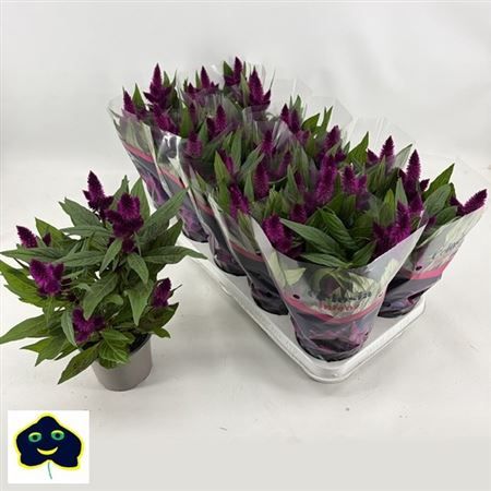 Горшечные цветы и растения оптом Cel Intenz Dark Purp от 10шт из Голландии с доставкой по России