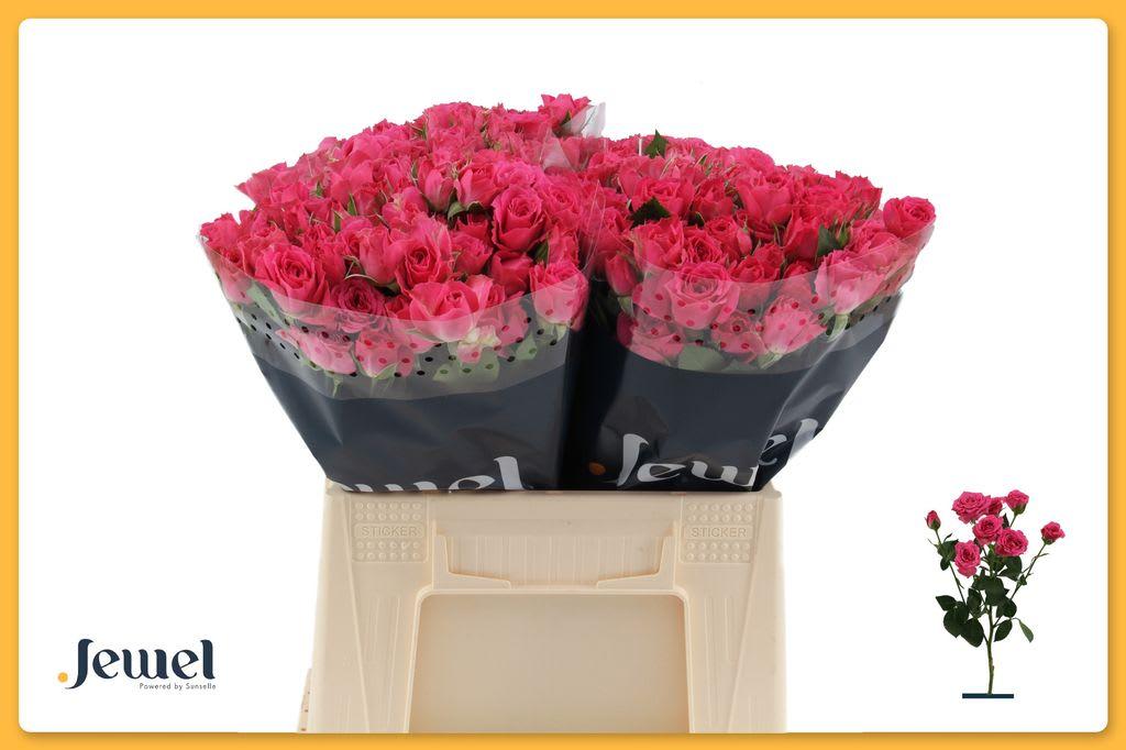 Срезанные цветы оптом Rosa spray lovely lydia от 50шт из Голландии с доставкой по России