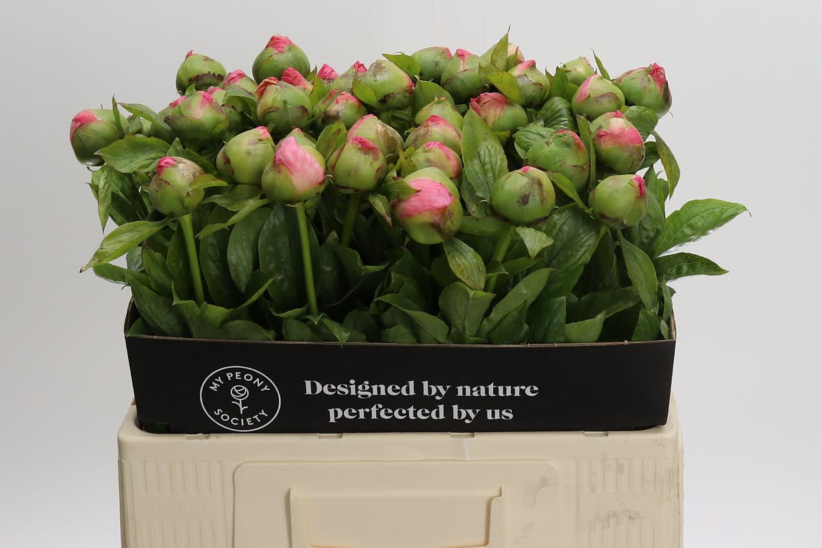 Срезанные цветы оптом Paeonia coco chiffron от 40шт из Голландии с доставкой по России