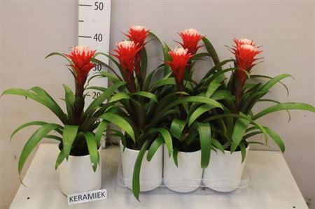 Горшечные цветы и растения оптом Guzm Hope In Keramiek от 6шт из Голландии с доставкой по России