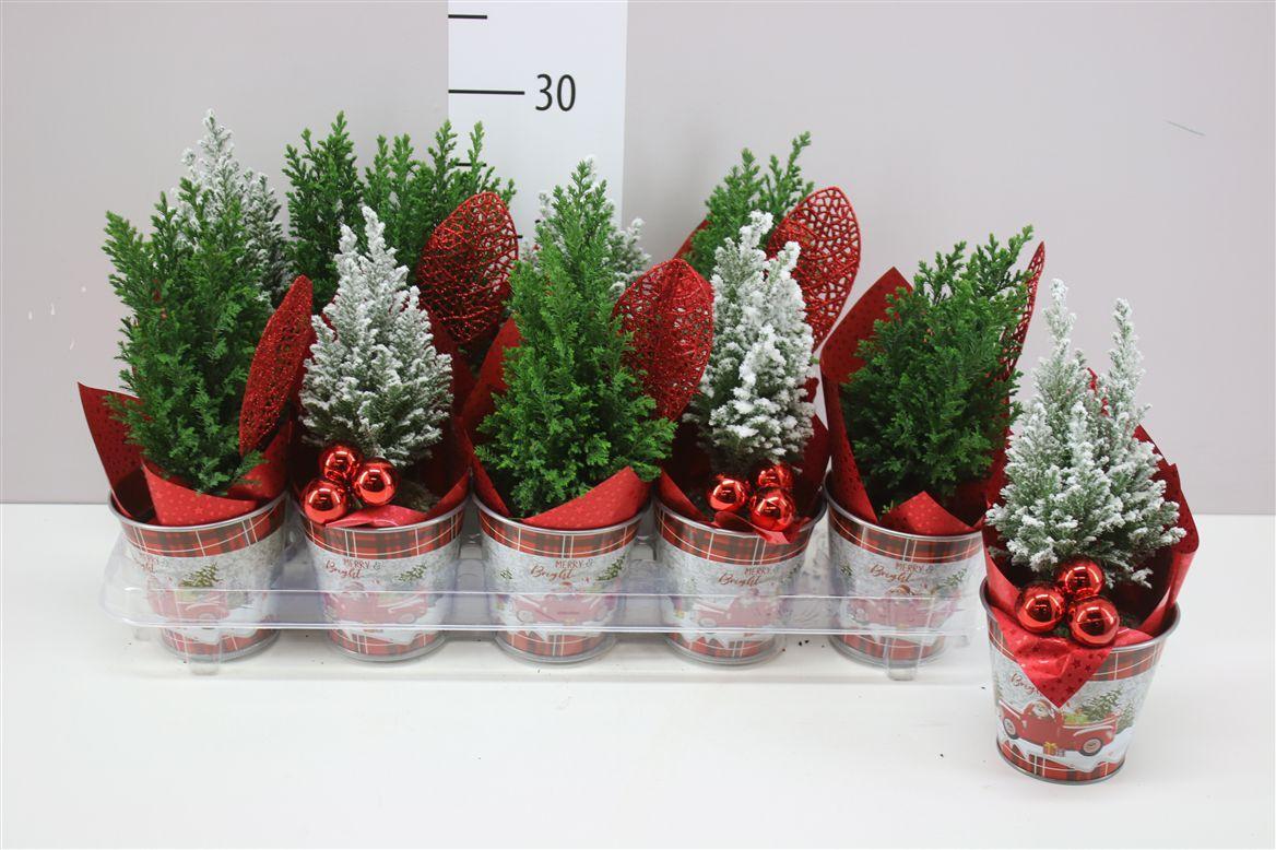 Горшечные цветы и растения оптом Chamaecyparis La Ellwoodii Zinken Kerstemmer Deco от 10шт из Голландии с доставкой по России