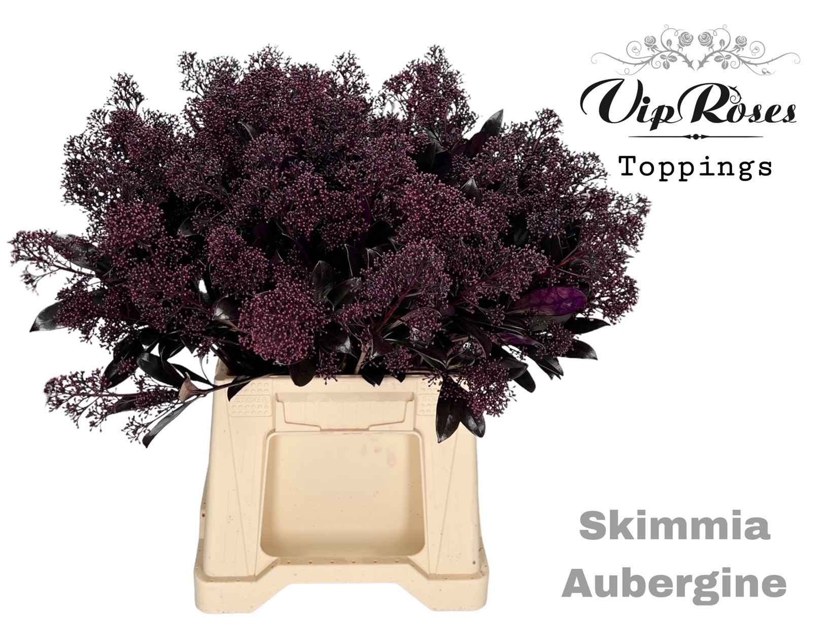 Срезанные цветы оптом Skimmia paint aubergine от 10шт из Голландии с доставкой по России