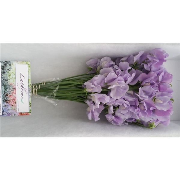 Срезанные цветы оптом Lathyrus winter sunshine lavendel от 100шт. из Голландии с доставкой по России