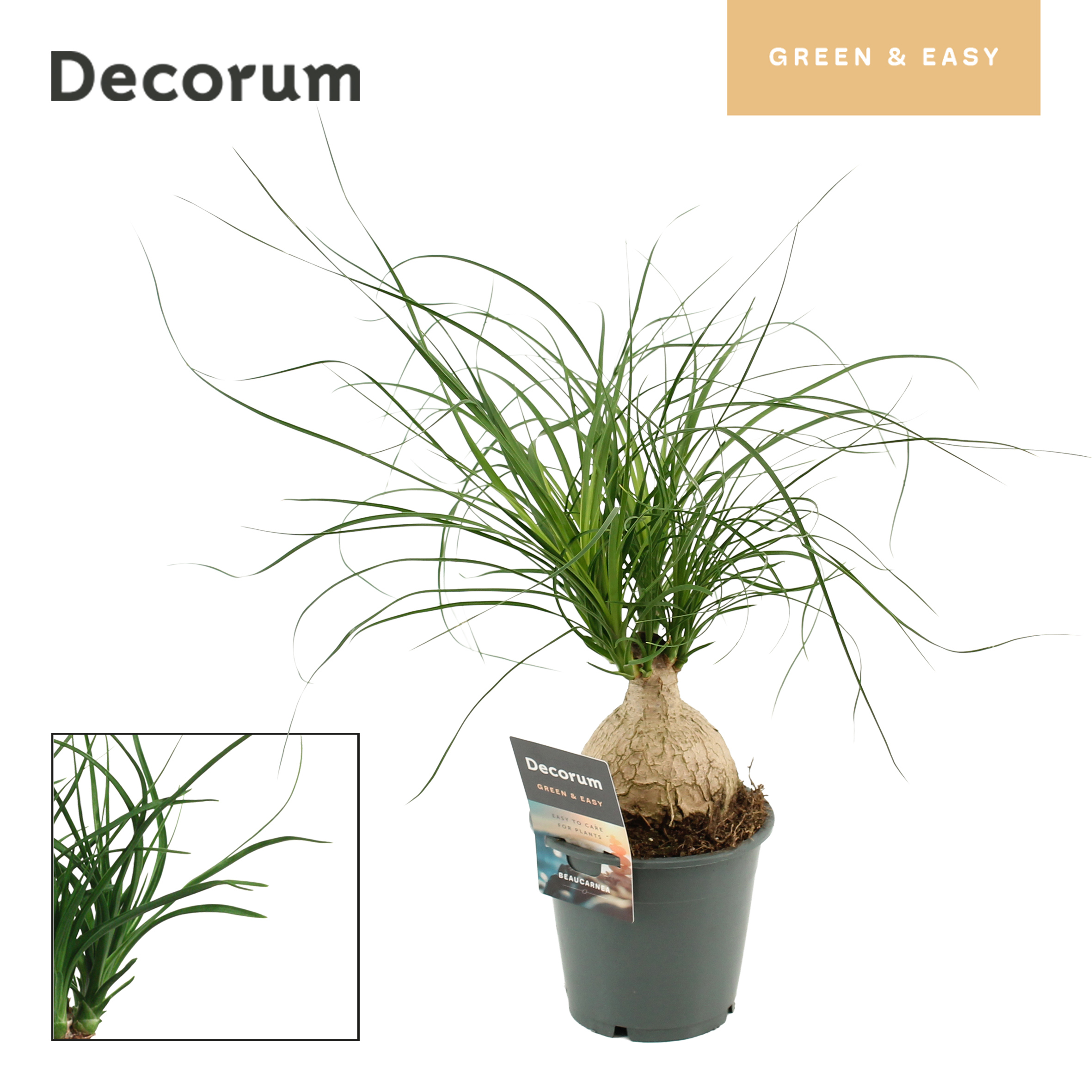 Горшечные цветы и растения оптом Beaucarnea Bol (decorum) от 10шт из Голландии с доставкой по России