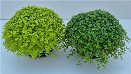 Горшечные цветы и растения оптом Soleirolia So Gemengd от 8шт из Голландии с доставкой по России