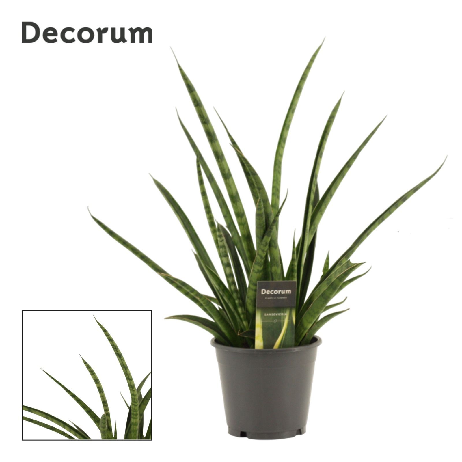 Горшечные цветы и растения оптом Sansevieria Tiger Crown (decorum) от 7шт из Голландии с доставкой по России