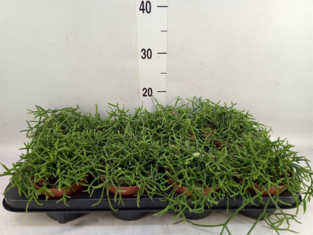 Горшечные цветы и растения оптом Rhipsalis Burchellii от 8шт из Голландии с доставкой по России