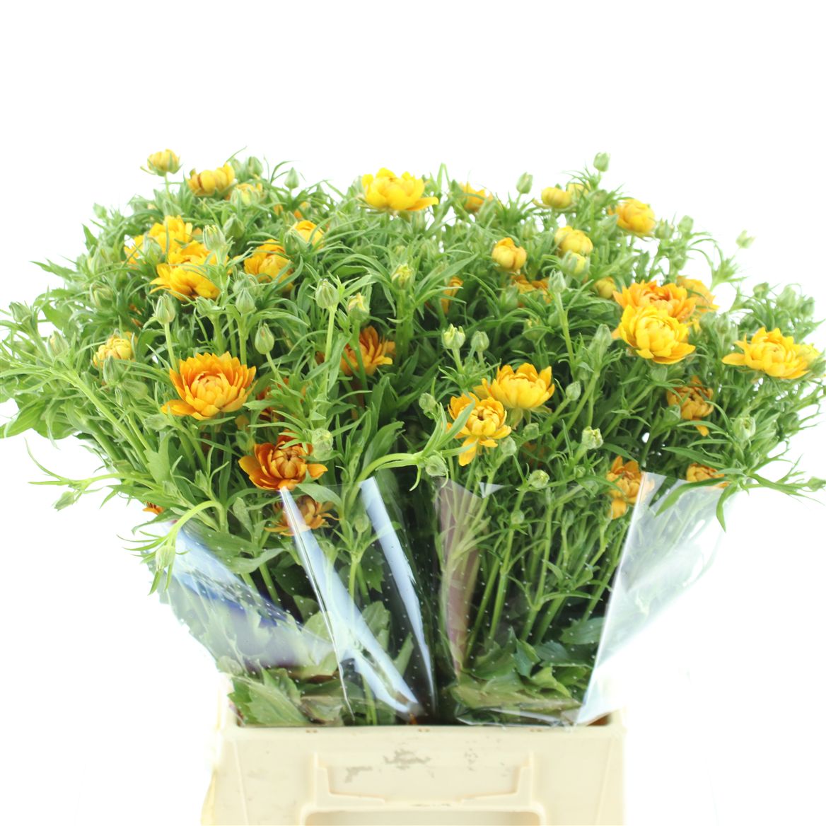 Срезанные цветы оптом Ranunculus natura moderna natura от 40шт из Голландии с доставкой по России