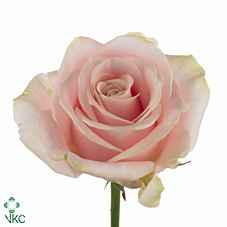 Срезанные цветы оптом Rosa la sweet avalanche+ от 50шт из Голландии с доставкой по России