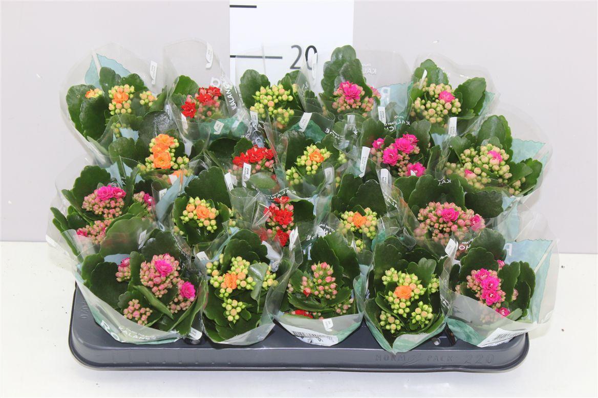Горшечные цветы и растения оптом Kalanchoe Rosalina Mix от 20шт (для телеги) из Голландии с доставкой по России