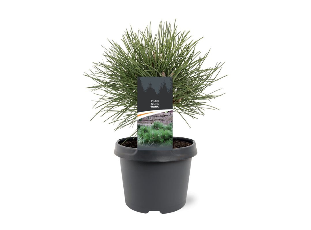 Горшечные цветы и растения оптом Pinus Nigra Nana от 1шт из Голландии с доставкой по России