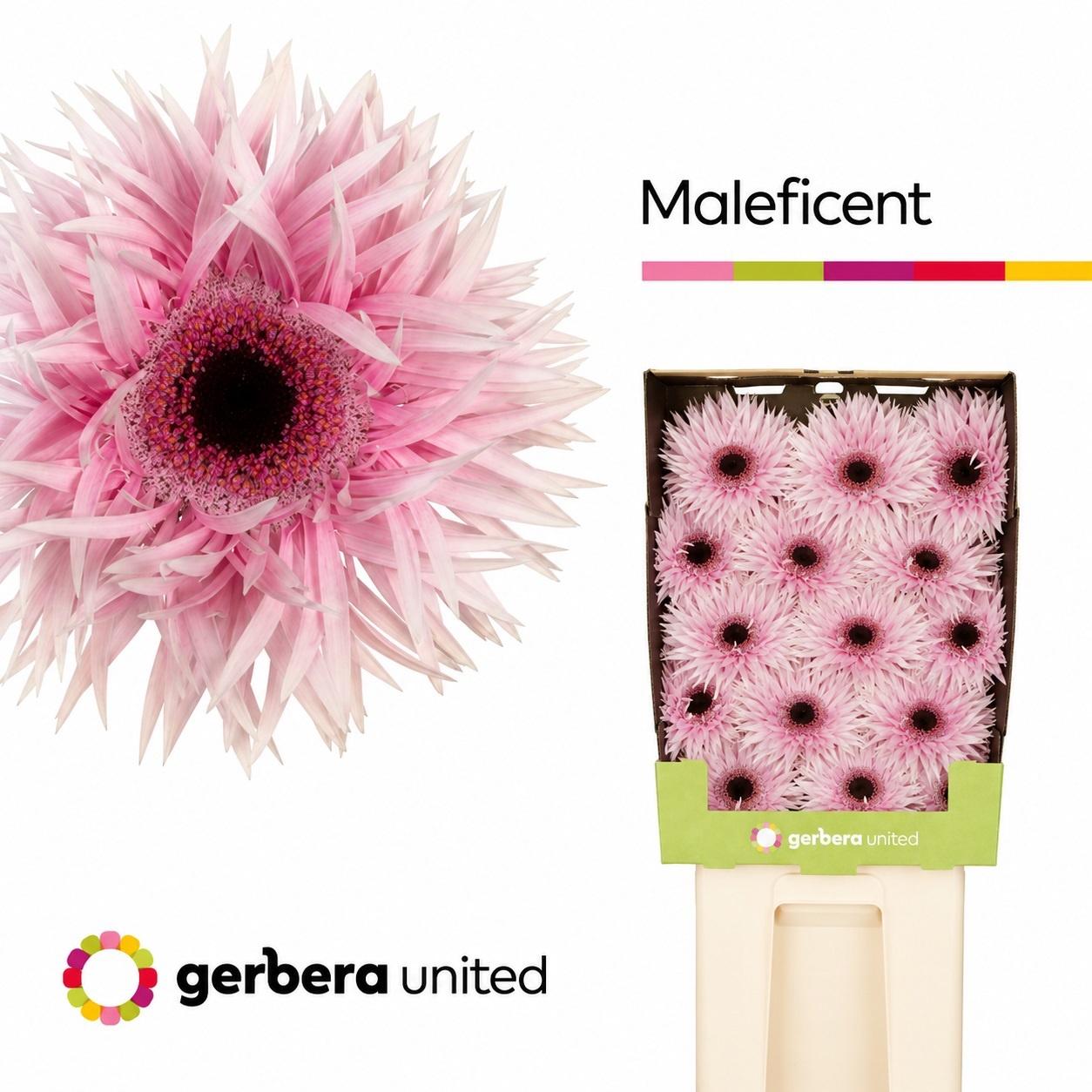 Срезанные цветы оптом Gerbera diamond gerspider maleficent+ от 30шт из Голландии с доставкой по России