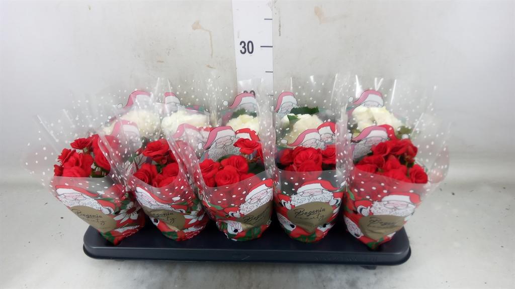 Горшечные цветы и растения оптом Begonia Elat. Du   ...mix от 10шт (для телеги) из Голландии с доставкой по России