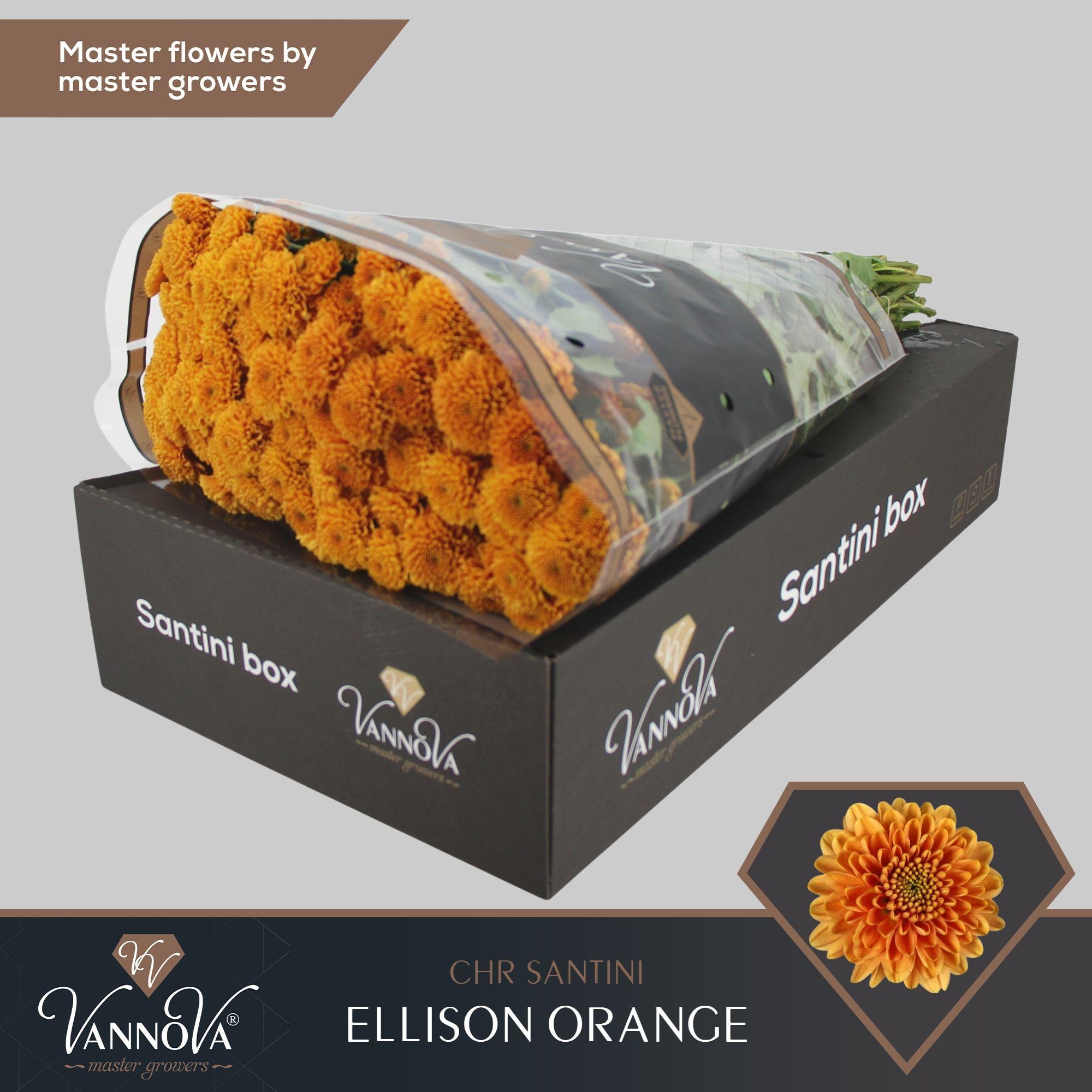 Срезанные цветы оптом Chrys sa ellison orange от 25шт из Голландии с доставкой по России