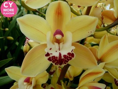 Срезанные цветы оптом Minicymbidium suzanne от 10шт. из Голландии с доставкой по России