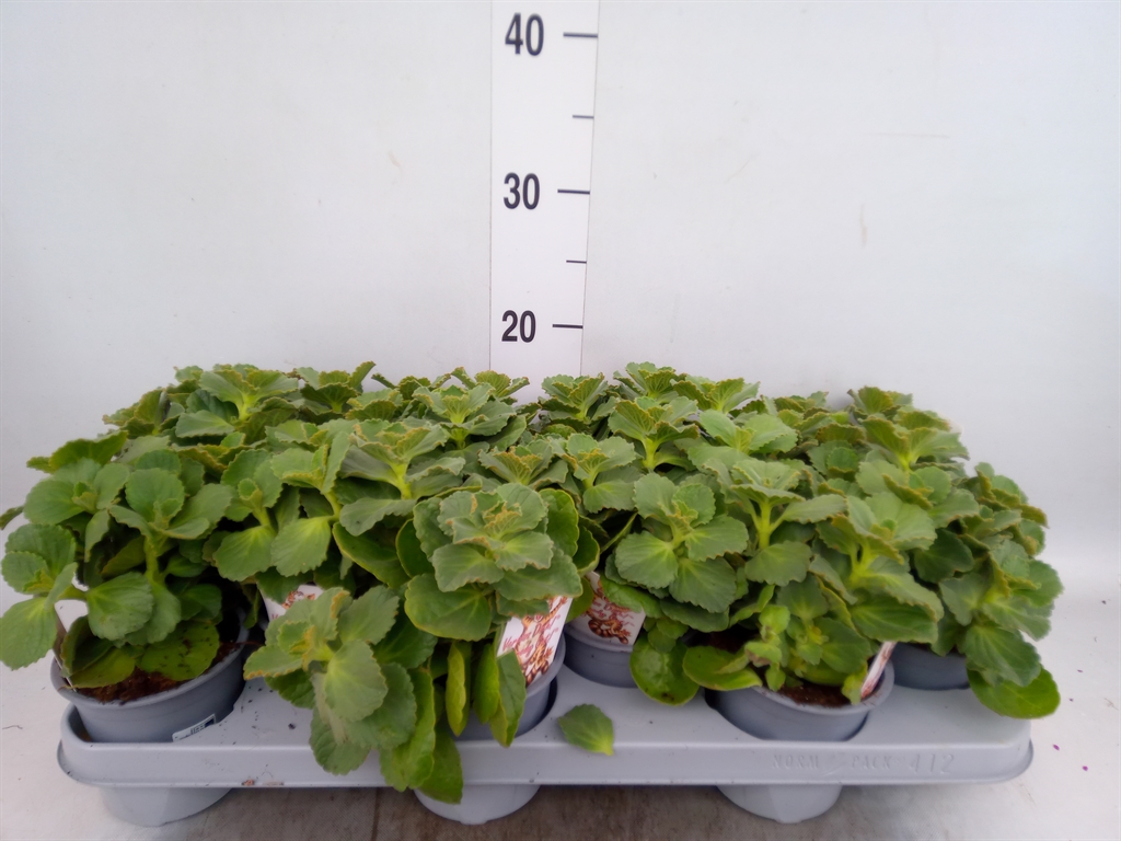Горшечные цветы и растения оптом Plectranthus Col.   ... от 12шт из Голландии с доставкой по России