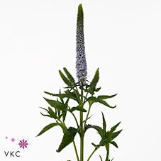 Срезанные цветы оптом Veronica smart june от 150шт из Голландии с доставкой по России