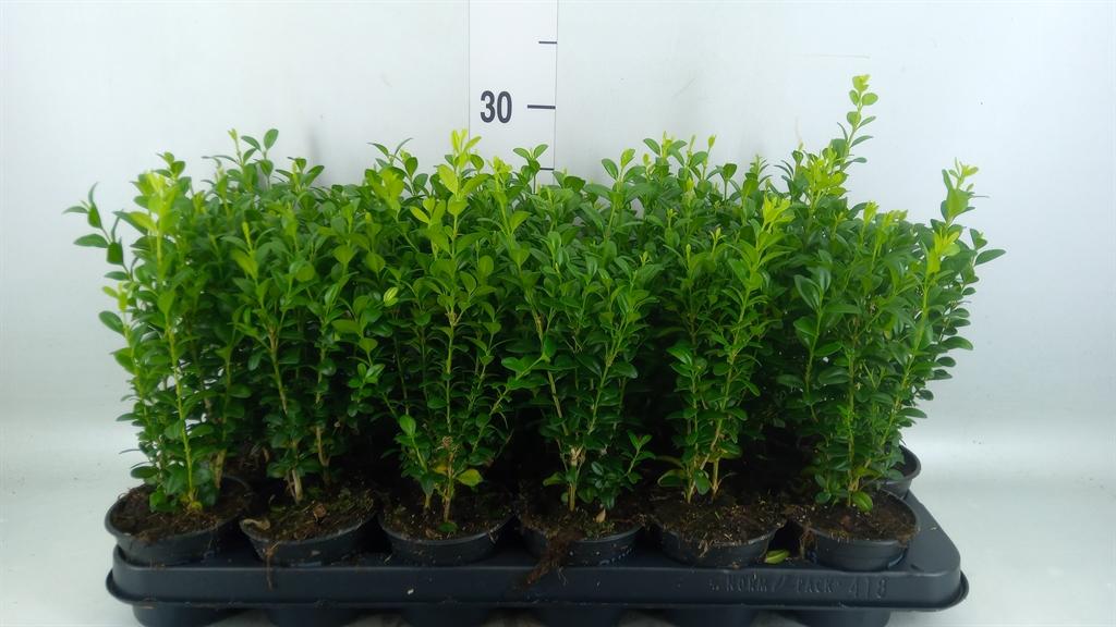 Горшечные цветы и растения оптом Buxus Semp.   ... от 18шт (для телеги) из Голландии с доставкой по России