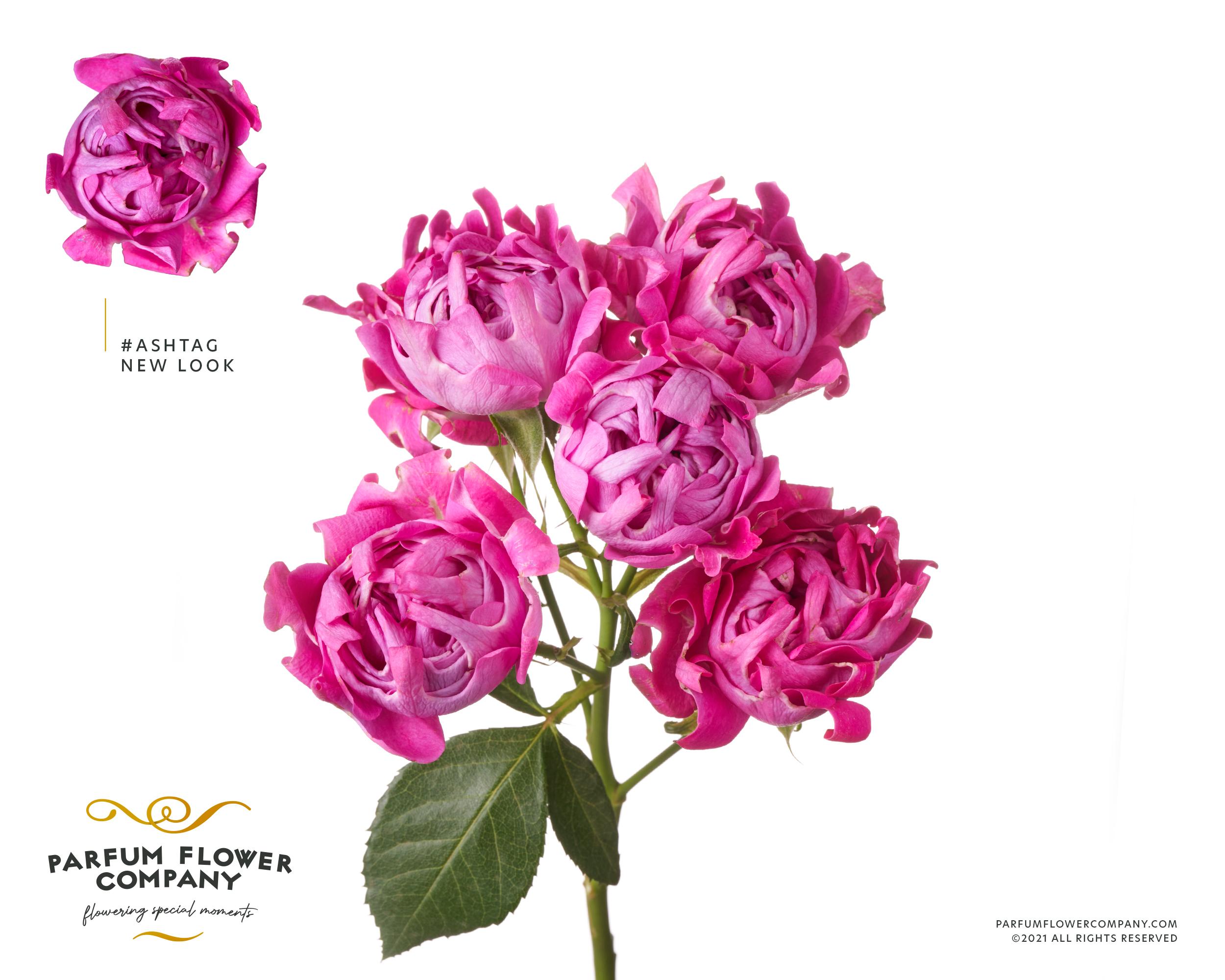 Срезанные цветы оптом Rosa spray hastags new look от 24шт из Голландии с доставкой по России