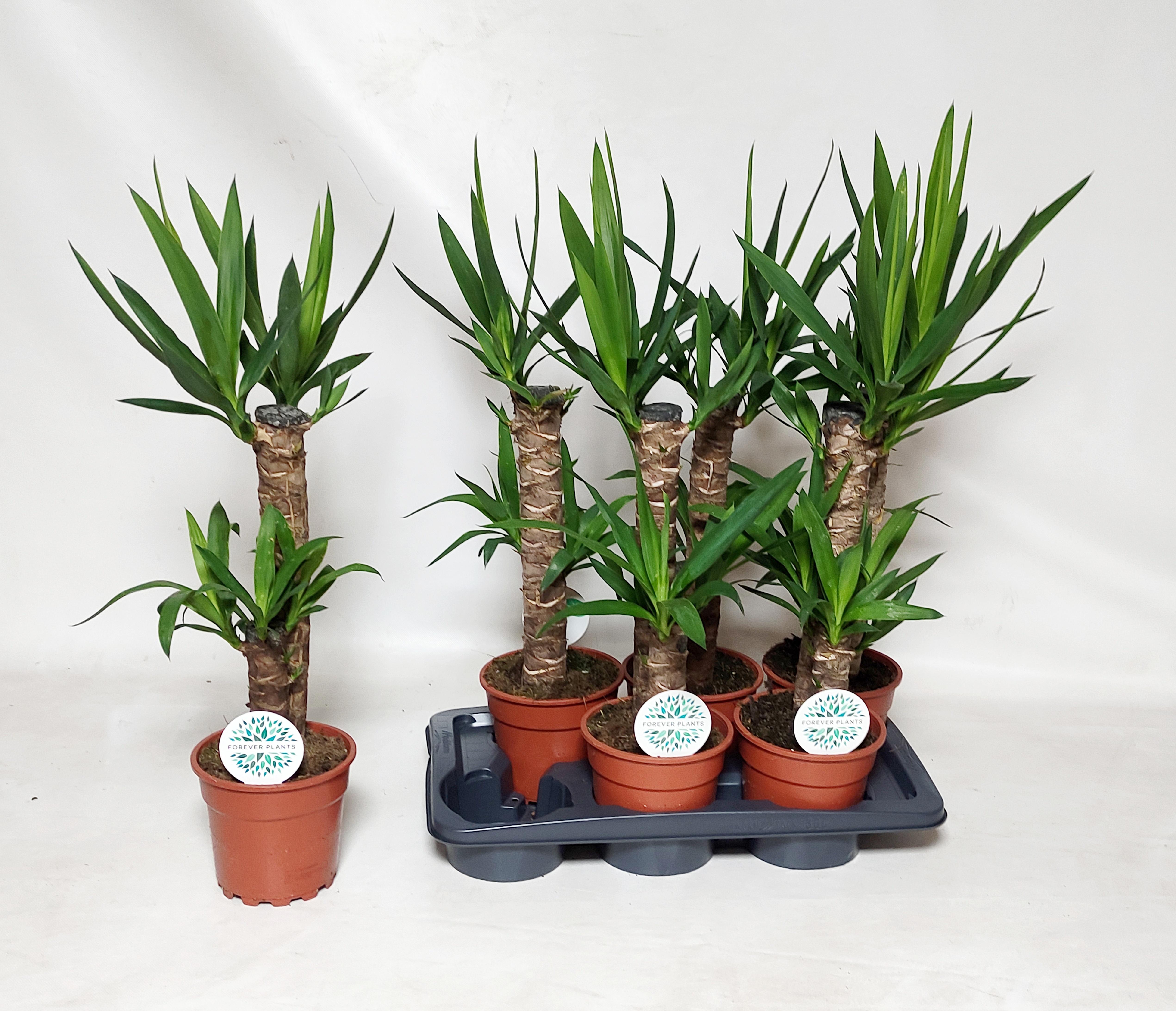 Горшечные цветы и растения оптом Yucca от 6шт' из Голландии с доставкой по России