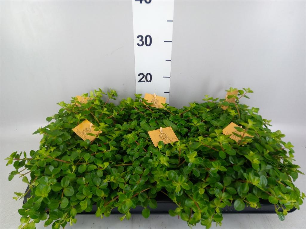 Горшечные цветы и растения оптом Peperomia Rotundifolia от 6шт из Голландии с доставкой по России