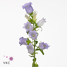 Срезанные цветы оптом Campanula medium champion lavender от 50шт из Голландии с доставкой по России Срезанные цветы оптом Campanula medium champion lavender от 50шт из Голландии с доставкой по России