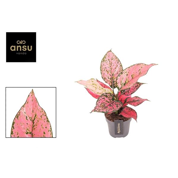 Горшечные цветы и растения оптом Aglaonema Spicy Pink от 6шт из Голландии с доставкой по России