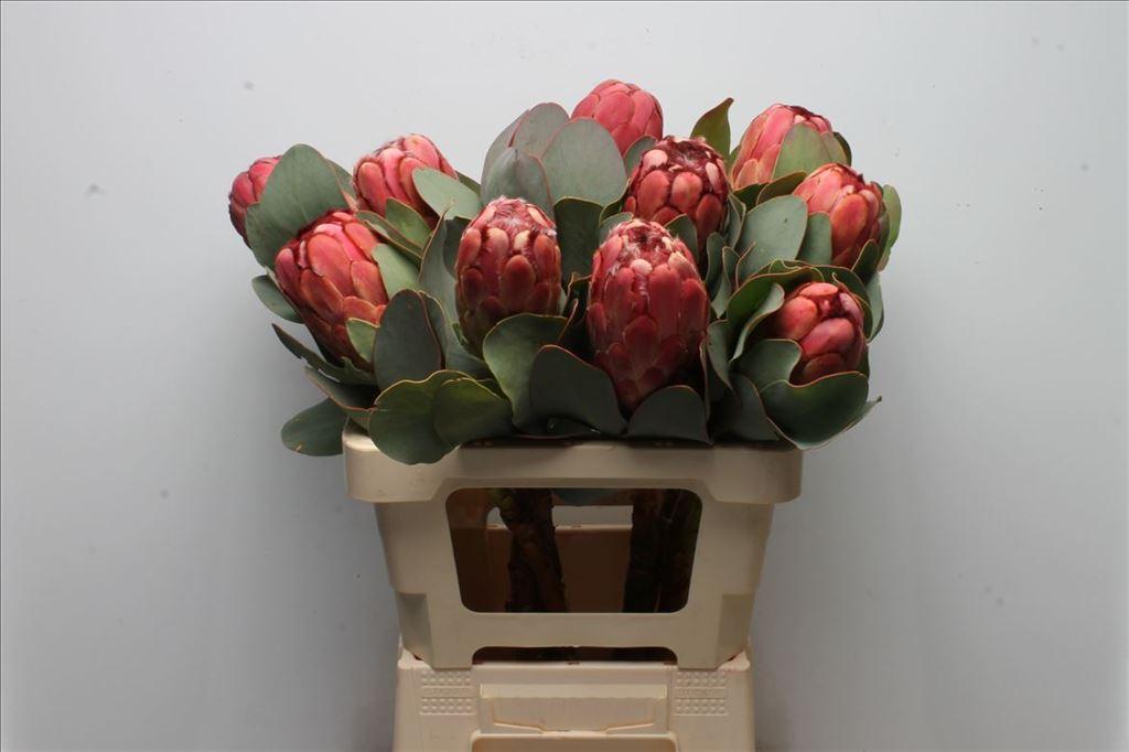 Срезанные цветы оптом Protea grandiceps от 10шт из Голландии с доставкой по России