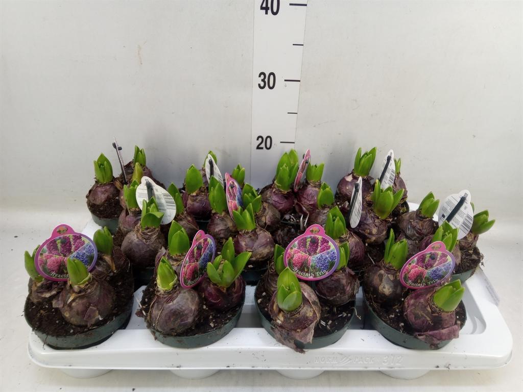 Горшечные цветы и растения оптом Hyacinthus Orie.   ... от 12шт из Голландии с доставкой по России