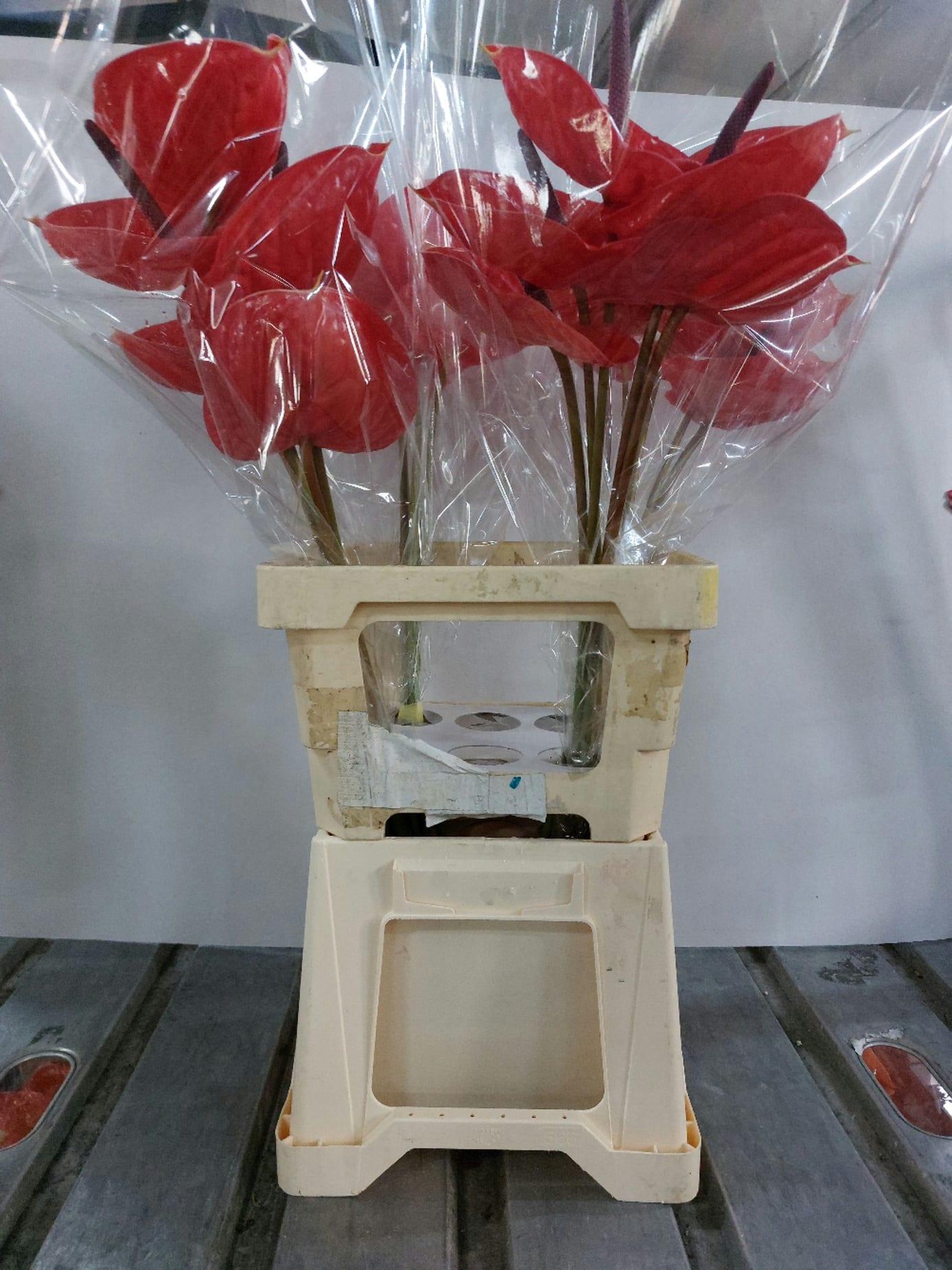 Срезанные цветы оптом Anthurium impulz от 20шт из Голландии с доставкой по России