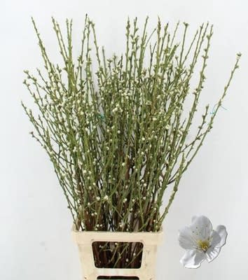 Срезанные цветы оптом Prunus от 5шт из Голландии с доставкой по России