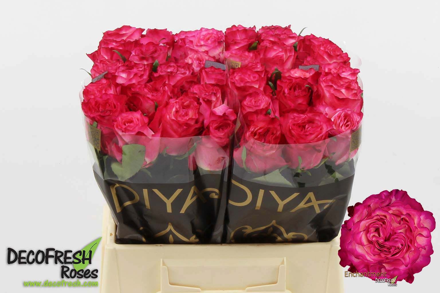 Срезанные цветы оптом Rosa large enchantment от 40шт из Голландии с доставкой по России