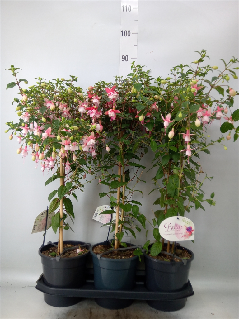 Горшечные цветы и растения оптом Fuchsia   ... от 3шт' из Голландии с доставкой по России