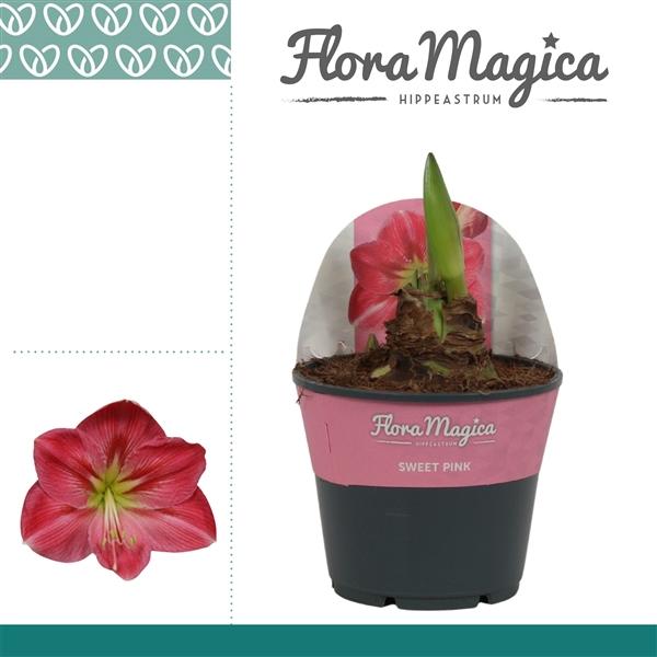 Горшечные цветы и растения оптом Hipp Sweet Pink 2pp In Potkraag от 7шт из Голландии с доставкой по России