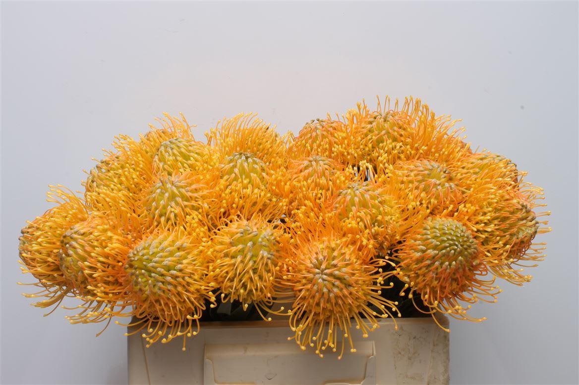 Срезанные цветы оптом Nutans catherina от 30шт из Голландии с доставкой по России