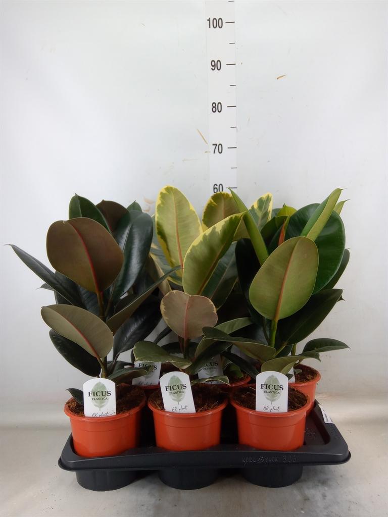 Горшечные цветы и растения оптом Ficus Elastica   ...mix 3 от 6шт из Голландии с доставкой по России