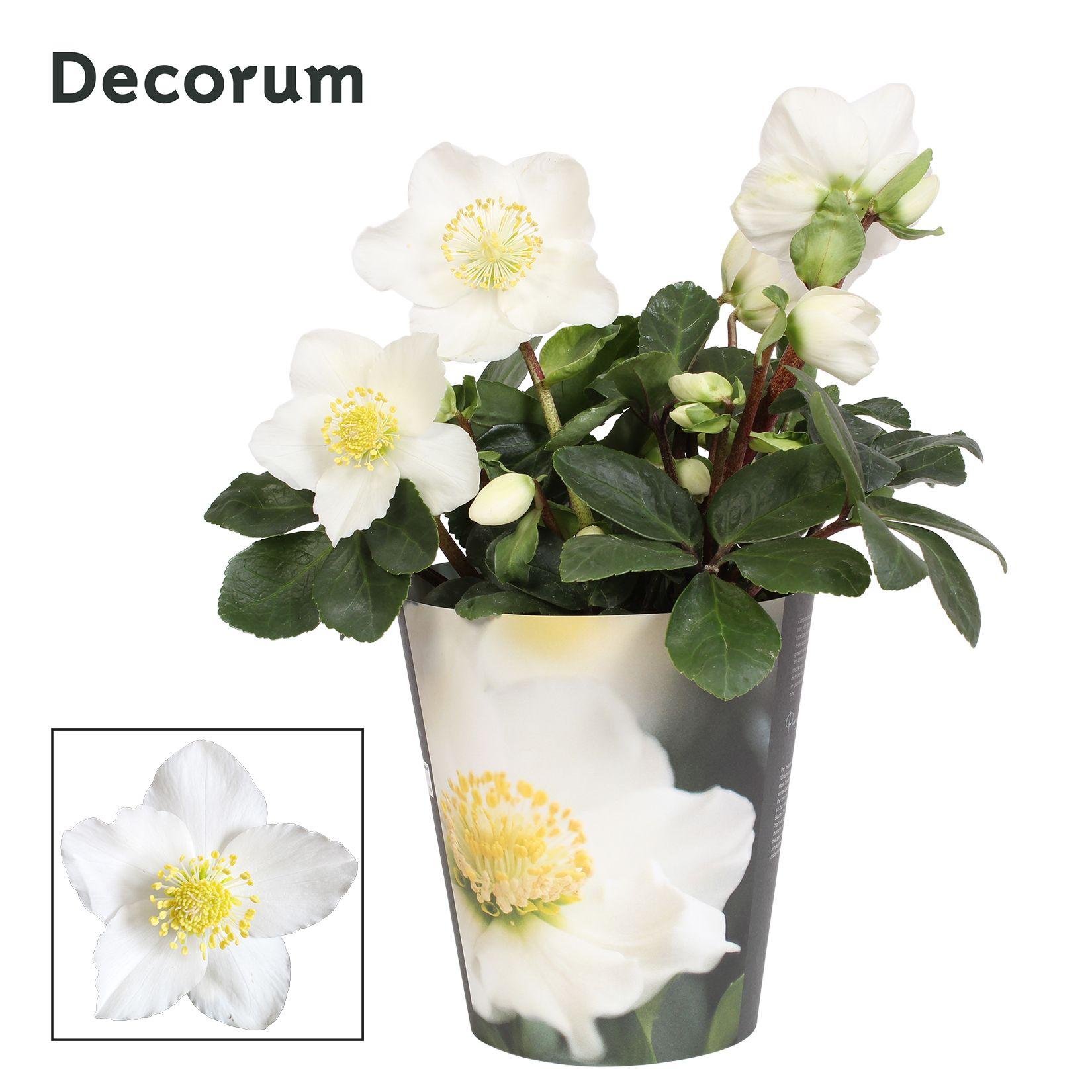Горшечные цветы и растения оптом Helleborus N. Christmas Carol 12cm Decorum (m) Pc от 6шт из Голландии с доставкой по России