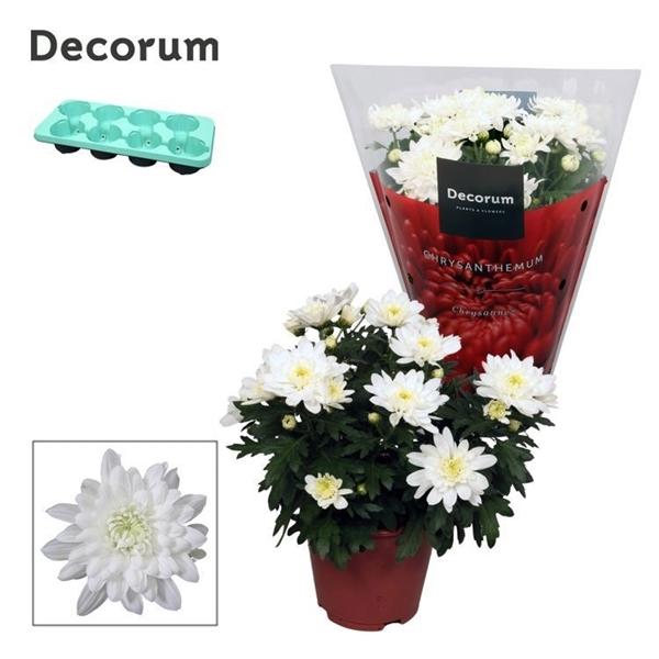 Горшечные цветы и растения оптом Chrys Grandezza White (decorum) от 8шт из Голландии с доставкой по России