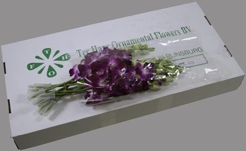 Срезанные цветы оптом Dendrobium galaxy от 60шт из Голландии с доставкой по России