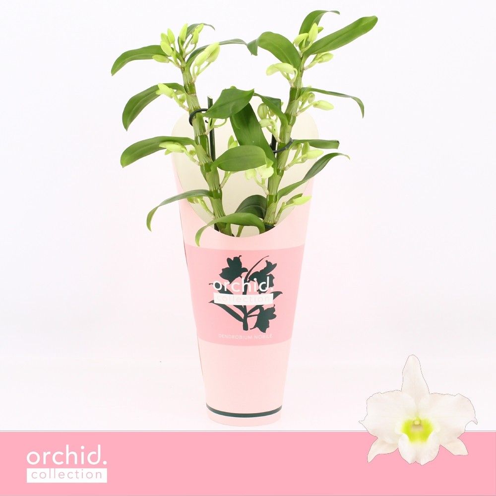 Горшечные цветы и растения оптом Dendr Nob 2st Apollon Compact Orchid от 6шт из Голландии с доставкой по России