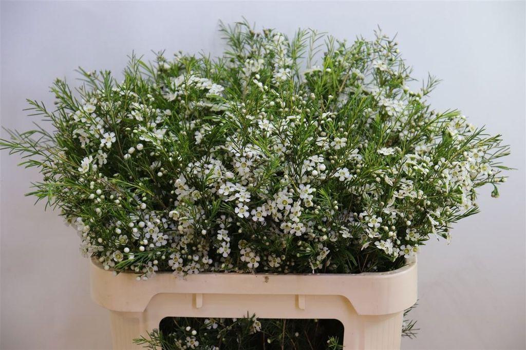 Срезанные цветы оптом Chamelaucium ofir от 25шт из Голландии с доставкой по России