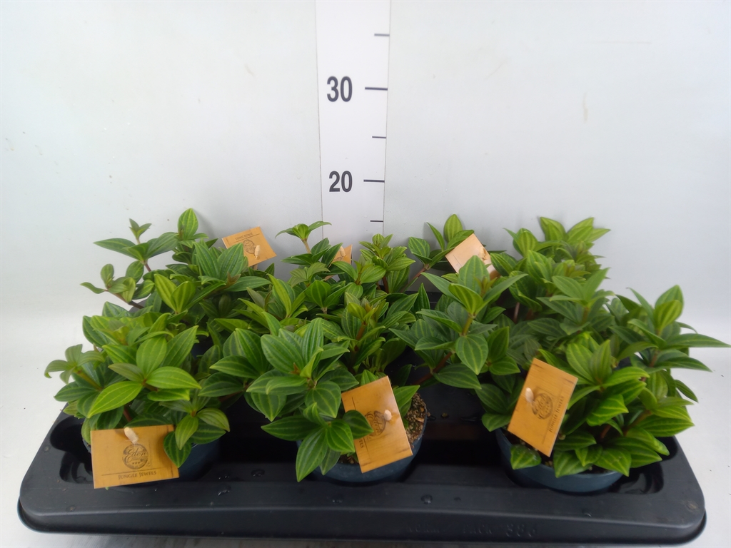 Горшечные цветы и растения оптом Peperomia от 6шт' из Голландии с доставкой по России
