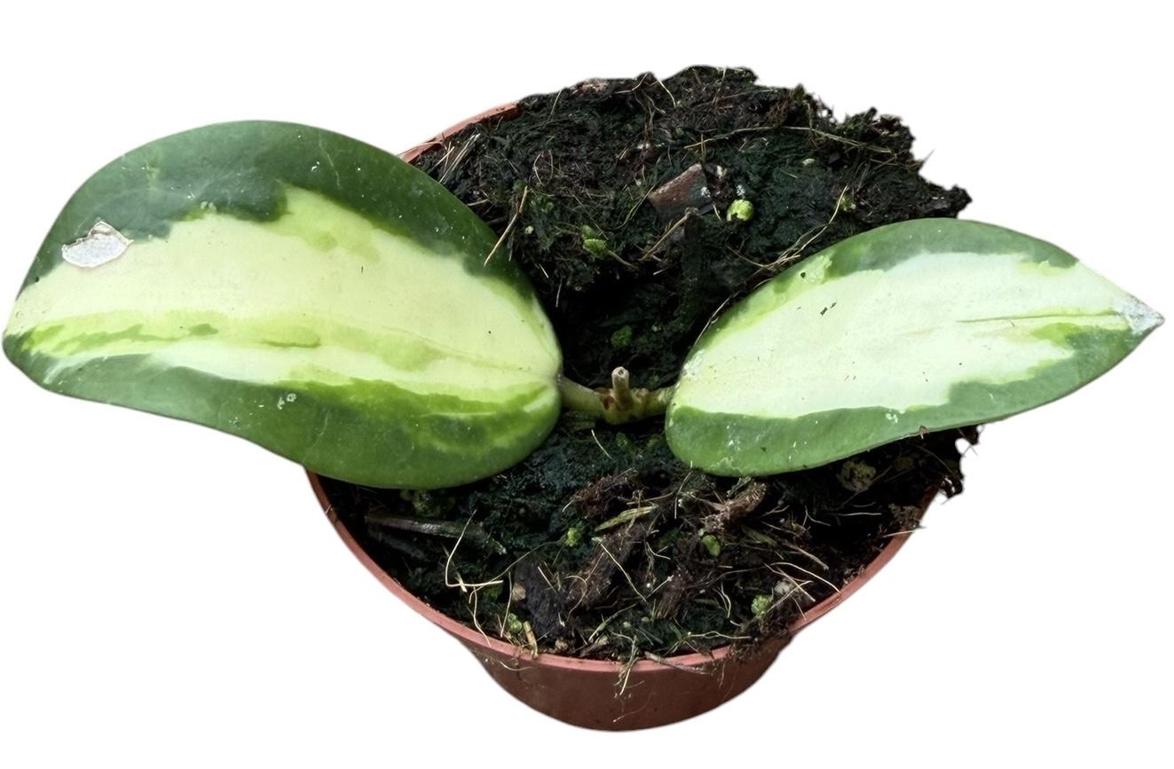 Горшечные цветы и растения оптом Hoya Acuta Inner Variegata от 1шт (для телеги) из Голландии с доставкой по России